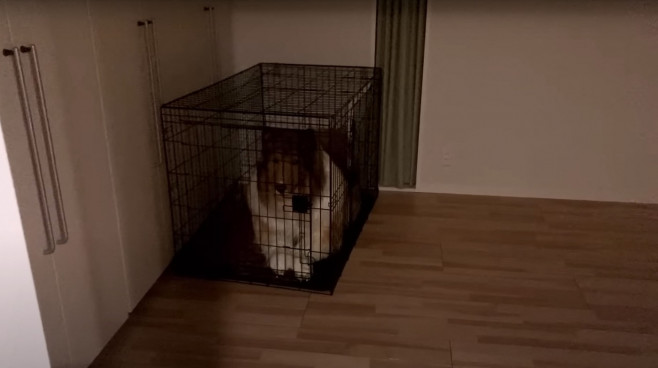 Man wearing $15,000 ultra-realistic Border Collie costume is locked in dog crate, plays with rope toys and gets belly rubs as he enjoys life as a dog