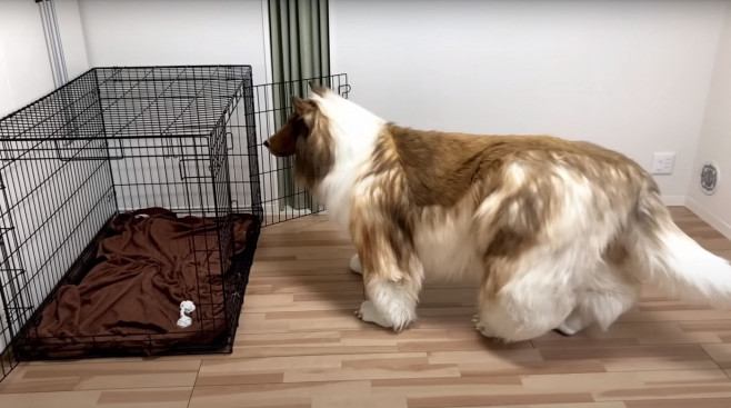 Man wearing $15,000 ultra-realistic Border Collie costume is locked in dog crate, plays with rope toys and gets belly rubs as he enjoys life as a dog