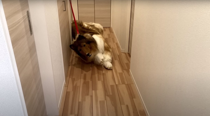 Man wearing $15,000 ultra-realistic Border Collie costume is locked in dog crate, plays with rope toys and gets belly rubs as he enjoys life as a dog