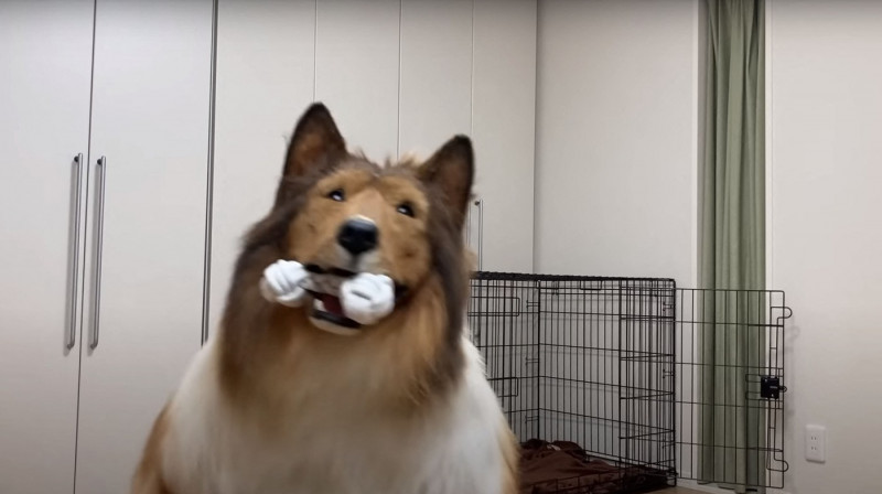 Man wearing $15,000 ultra-realistic Border Collie costume is locked in dog crate, plays with rope toys and gets belly rubs as he enjoys life as a dog