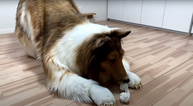 Man wearing $15,000 ultra-realistic Border Collie costume is locked in dog crate, plays with rope toys and gets belly rubs as he enjoys life as a dog