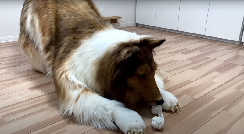 Man wearing $15,000 ultra-realistic Border Collie costume is locked in dog crate, plays with rope toys and gets belly rubs as he enjoys life as a dog