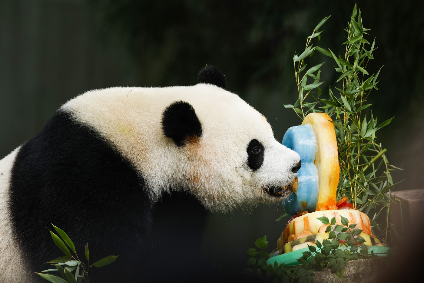 Cum vrea regimul de la Beijing să repare relațiile cu SUA. China trimite la Washington doi urși panda ca „emisari ai prieteniei”