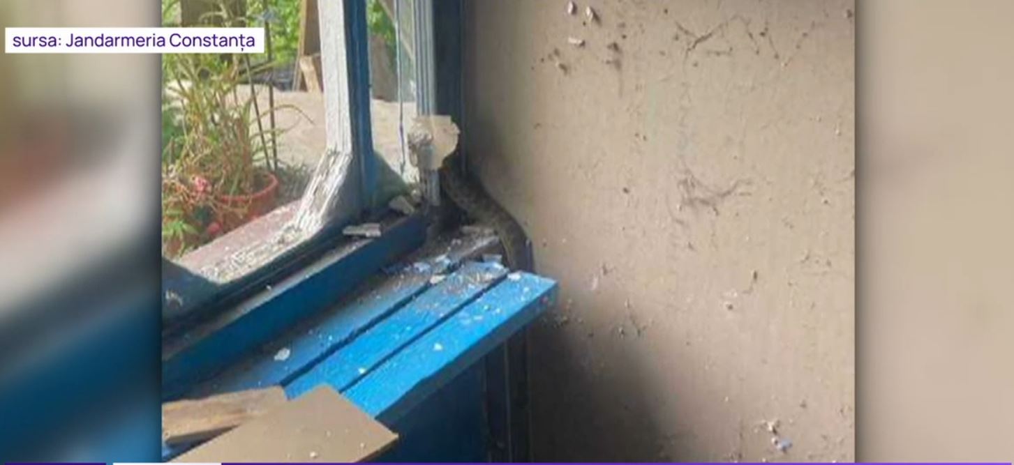 VIDEO Un șarpe de aproape un metru a fost găsit în peretele unei case din Constanța