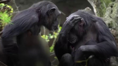cimpanzei