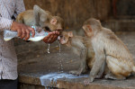 Macaques Drink Milk In Jaipur, India - 11 May 2024