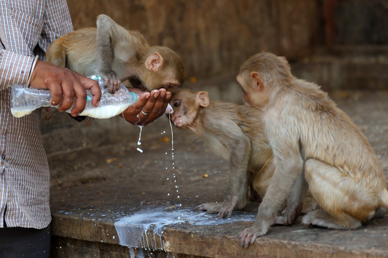 Macaques Drink Milk In Jaipur, India - 11 May 2024