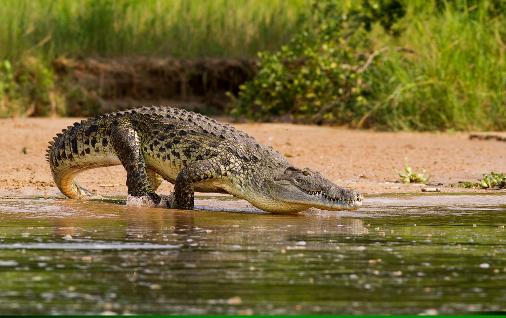 O femeie a fost dată dispărută în Texas. După câteva zile, rămășițele ei au fost găsite în gura unui aligator