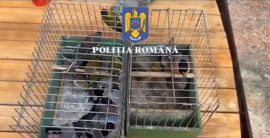 Un ilfovean ținea în casă, ilegal, 136 de păsări. Polițiștii au descins la el acasă
