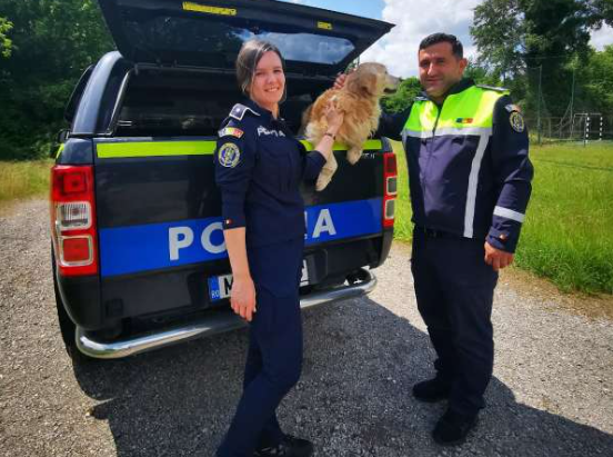 Un cățel pierdut de proprietari în urmă cu doi ani a fost găsit întâmplător de polițiștii de la Protecția animalelor