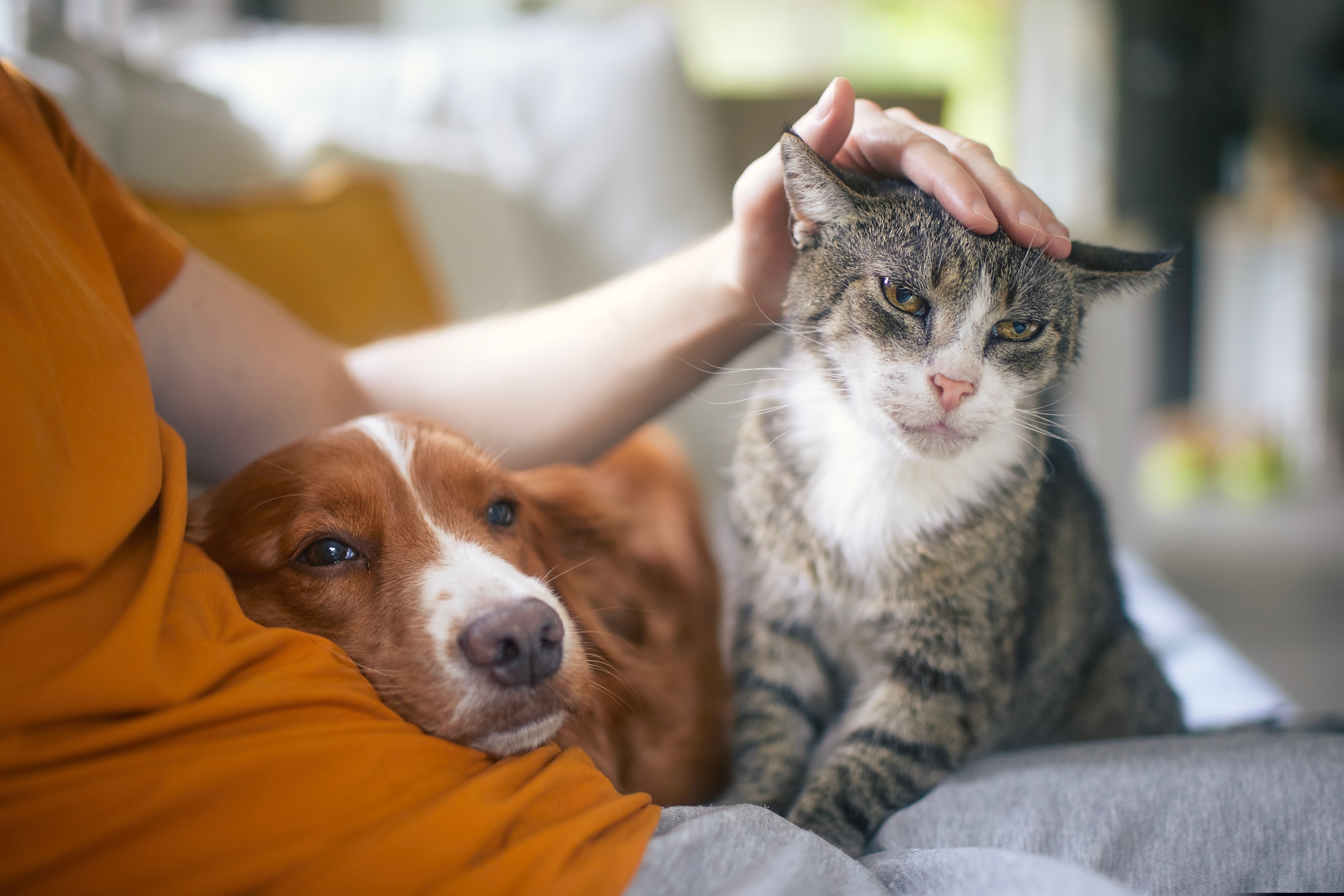 Comunicarea dintre oameni și animale ar putea fi posibilă prin inteligența artificială. Ce vor să facă cercetătorii din domeniu