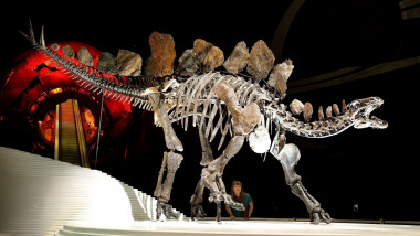 Schelet de stegozaur la Muzeul de Istorie Naturală de la Londra