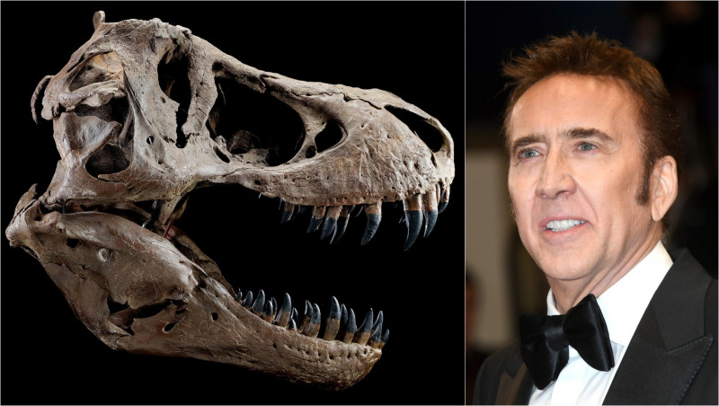 craniu-t-rex-nicolas-cage