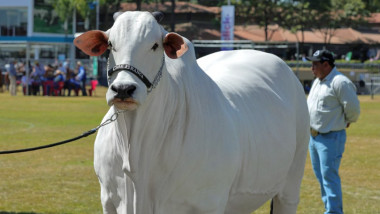 Viatina-19 FIV Mara Movéis este cea mai scumpă vacă vândută vreodată la licitație