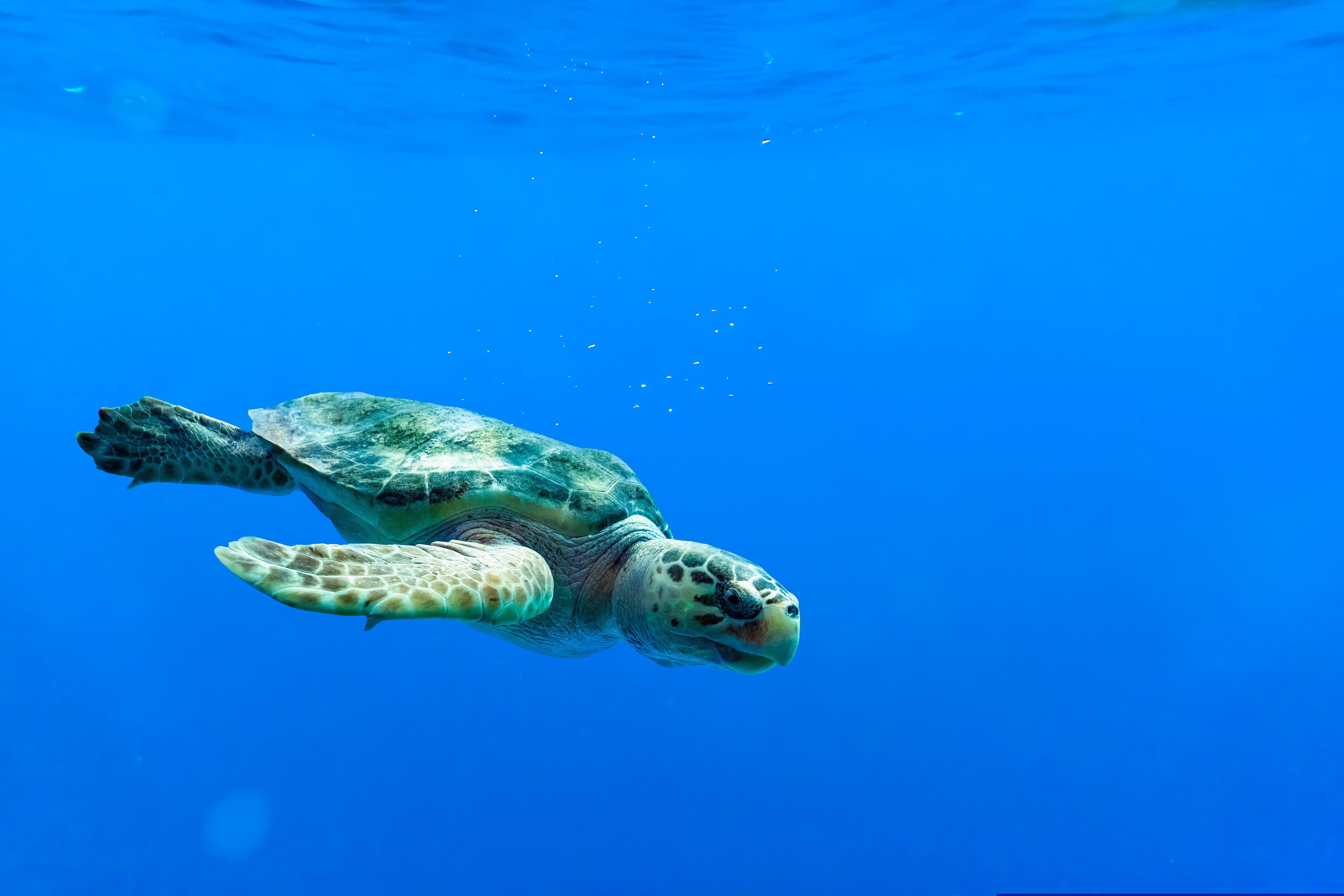El Nino a afectat grav eforturile de conservare a broaștelor țestoase de mare. Cercetătorii încearcă salvarea masculilor