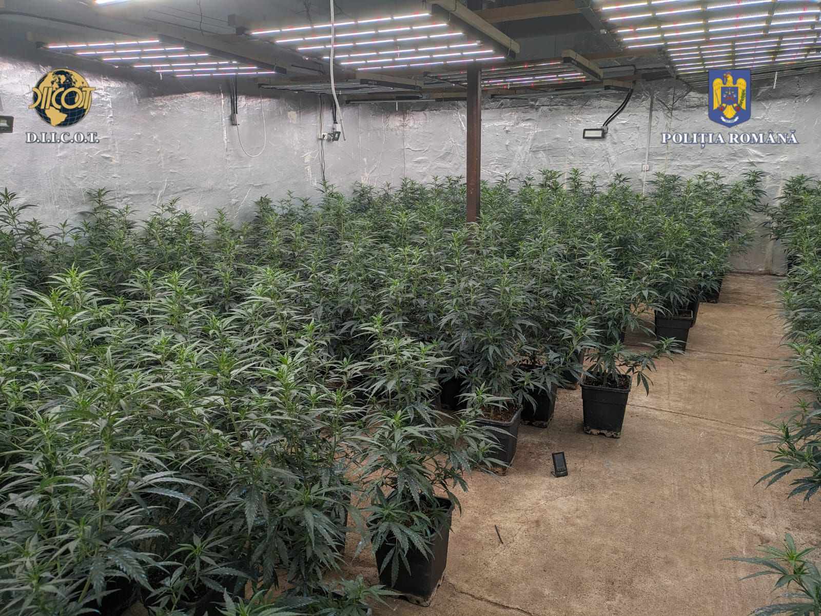 6 plantații de canabis, cu mii de plante, au fost descoperite în Dâmbovița. 7 persoane au fost arestate