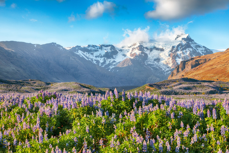 Breathtaking,View,Of,Typical,Icelandic,Landscape,With,Field,Of,Blooming