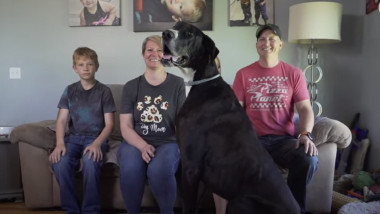 Kevin, un dog german în vârstă de trei ani, este cel mai înalt câine din lume