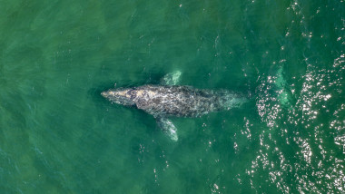 o balenă gri în apă