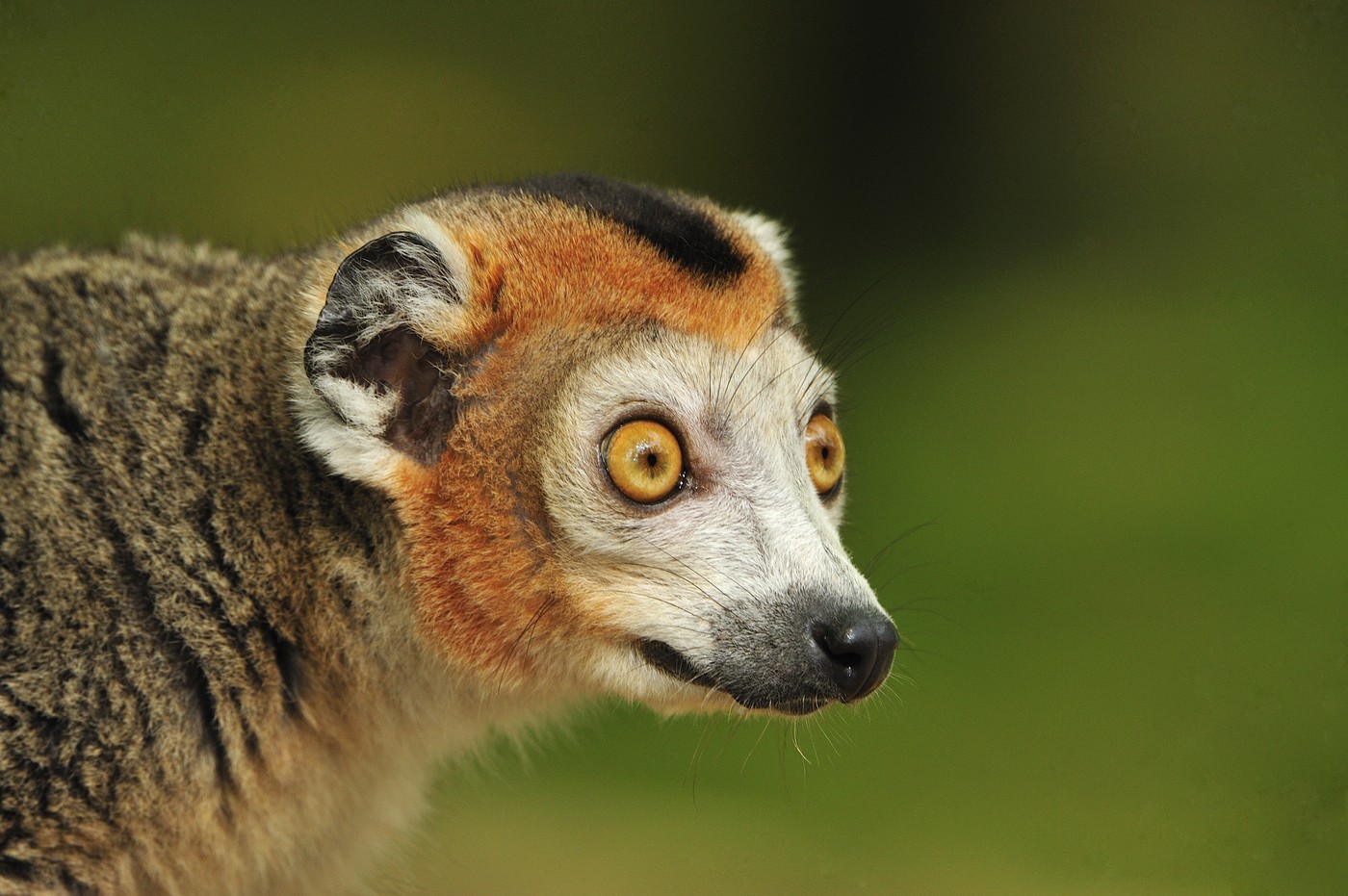 Un tânăr a furat un lemur de la Grădina Zoologică din Călăraşi. Animalul a fost găsit legat într-o clădire abandonată