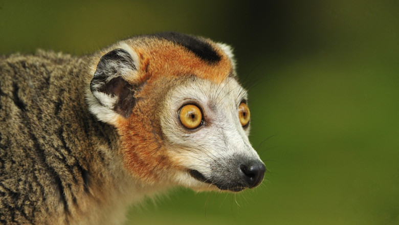 Crowned Lemur