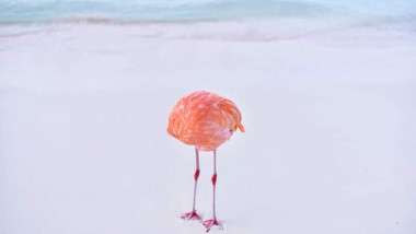 fotografie cu un flamingo care arată ca o minge