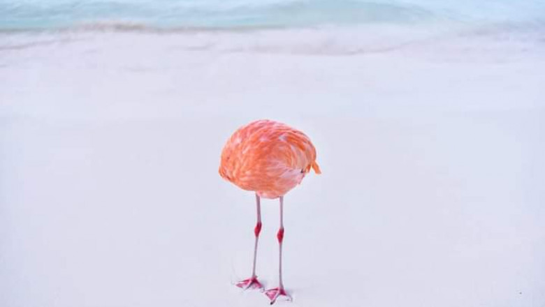 fotografie cu un flamingo care arată ca o minge