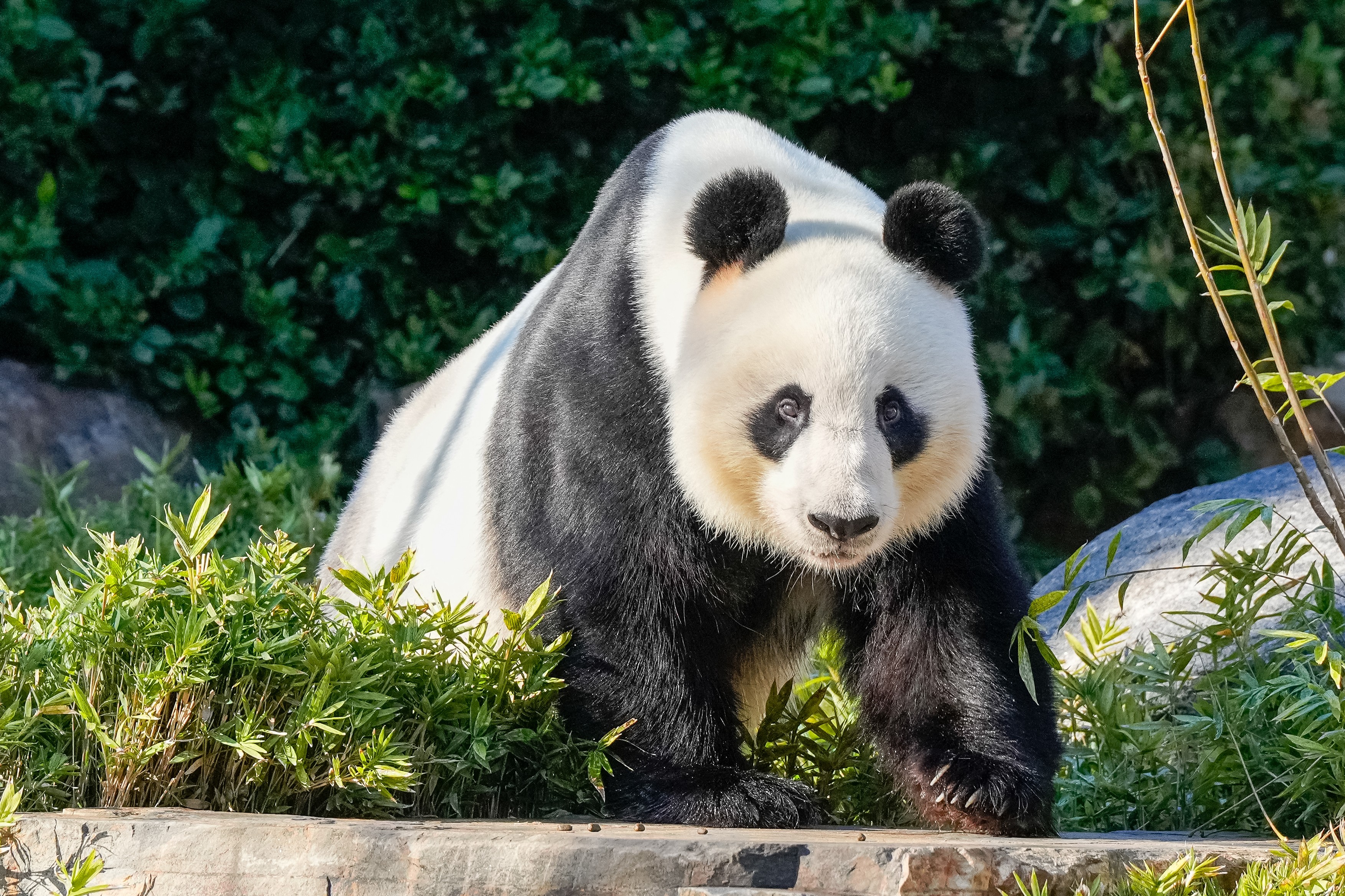 „Diplomaţia panda". Wang Wang şi Fu Ni revin în China după 15 ani în Australia. Ei sunt înlocuiți de alți doi urși panda uriași