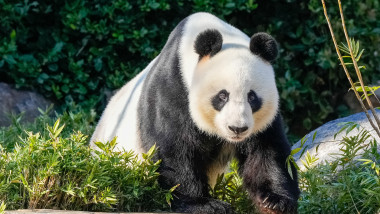 ursul panda uriaș Wang Wang
