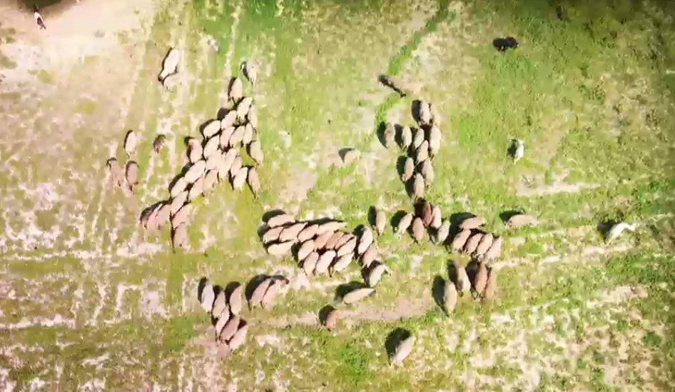Imagini dezolante în Călărași: Una din cele mai mari bălți de pescuit din țară seacă. „Acolo creșteau pești, acum pasc oile”