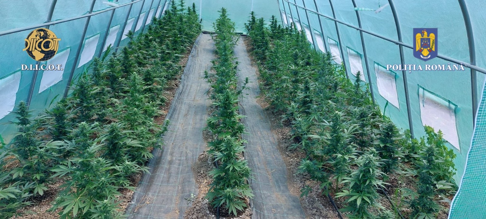 Cultură de canabis, cu plante înalte de 1,40 metri, descoperită într-o seră din Mureș. Proprietarul, arestat preventiv