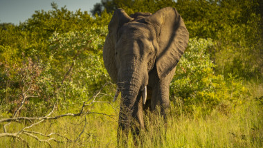 un elefant in habitatul sau natural in africa