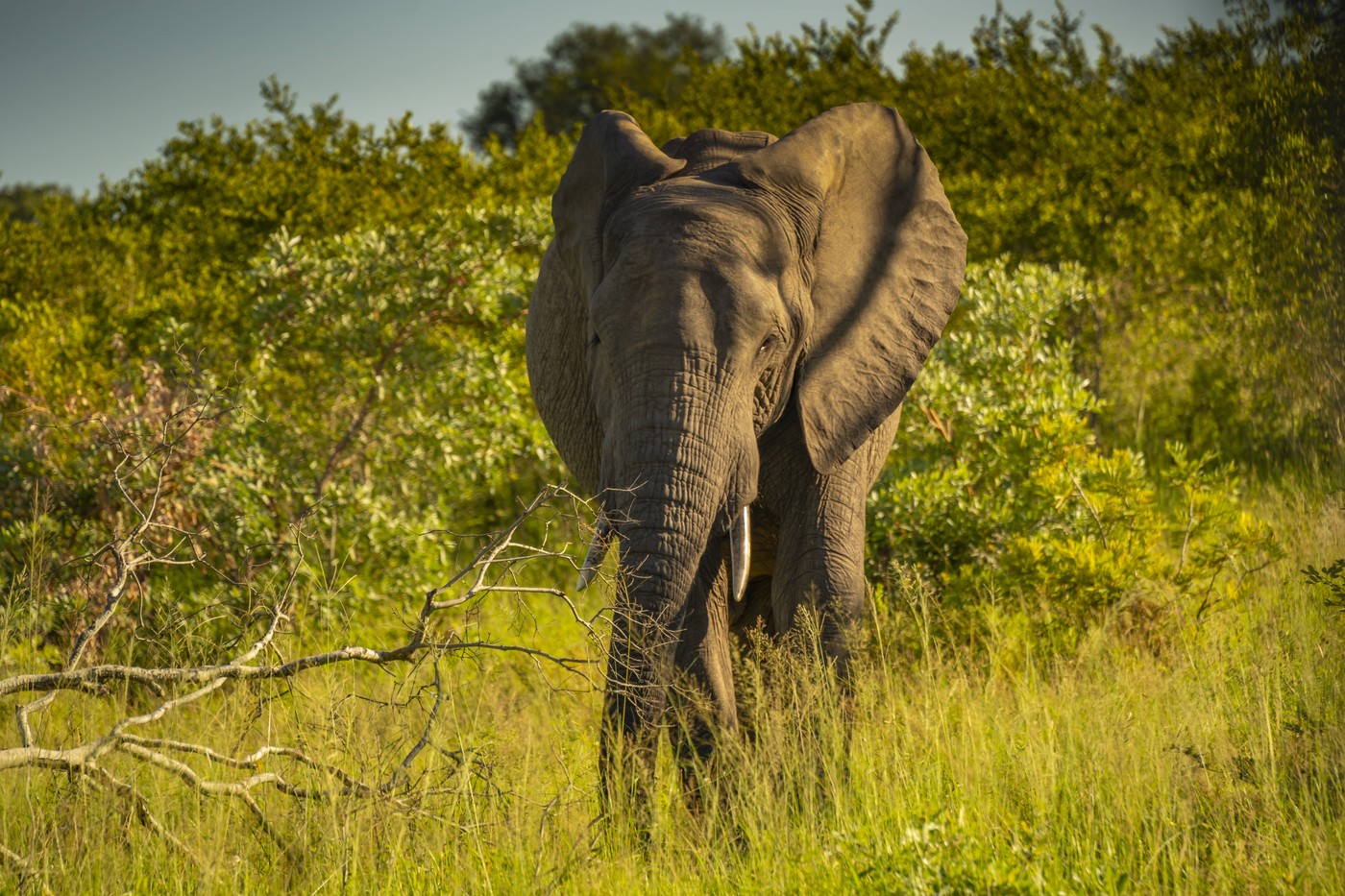 Un turist german a fost ucis de un elefant în India. „Nu a înţeles avertismentele celorlalți călători”