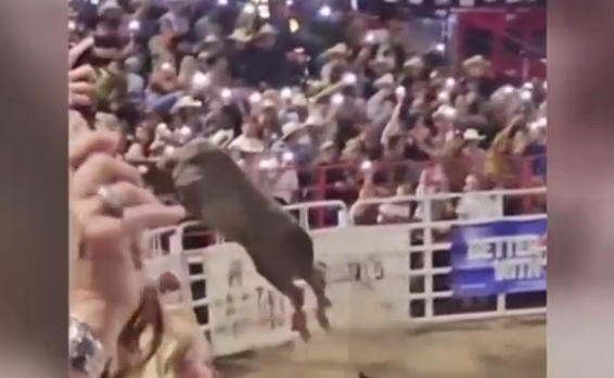 VIDEO. Haos la rodeo: Un taur a sărit în tribună printre spectatori