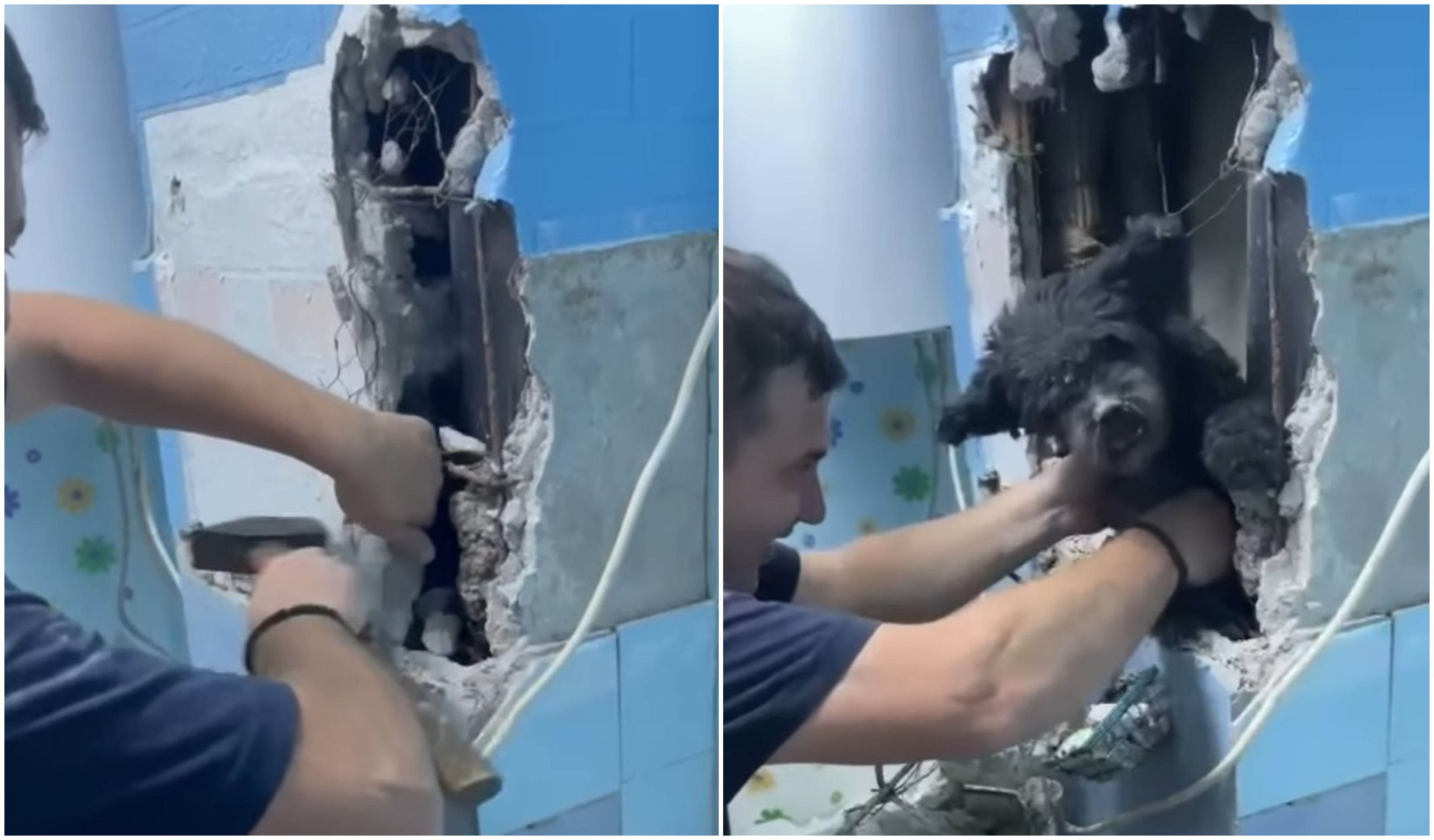 Un câine a fost scos de pompieri din peretele unui bloc din Hunedoara. Stăpânul lui a sunat la 112, după ce Johnny a dispărut din baie