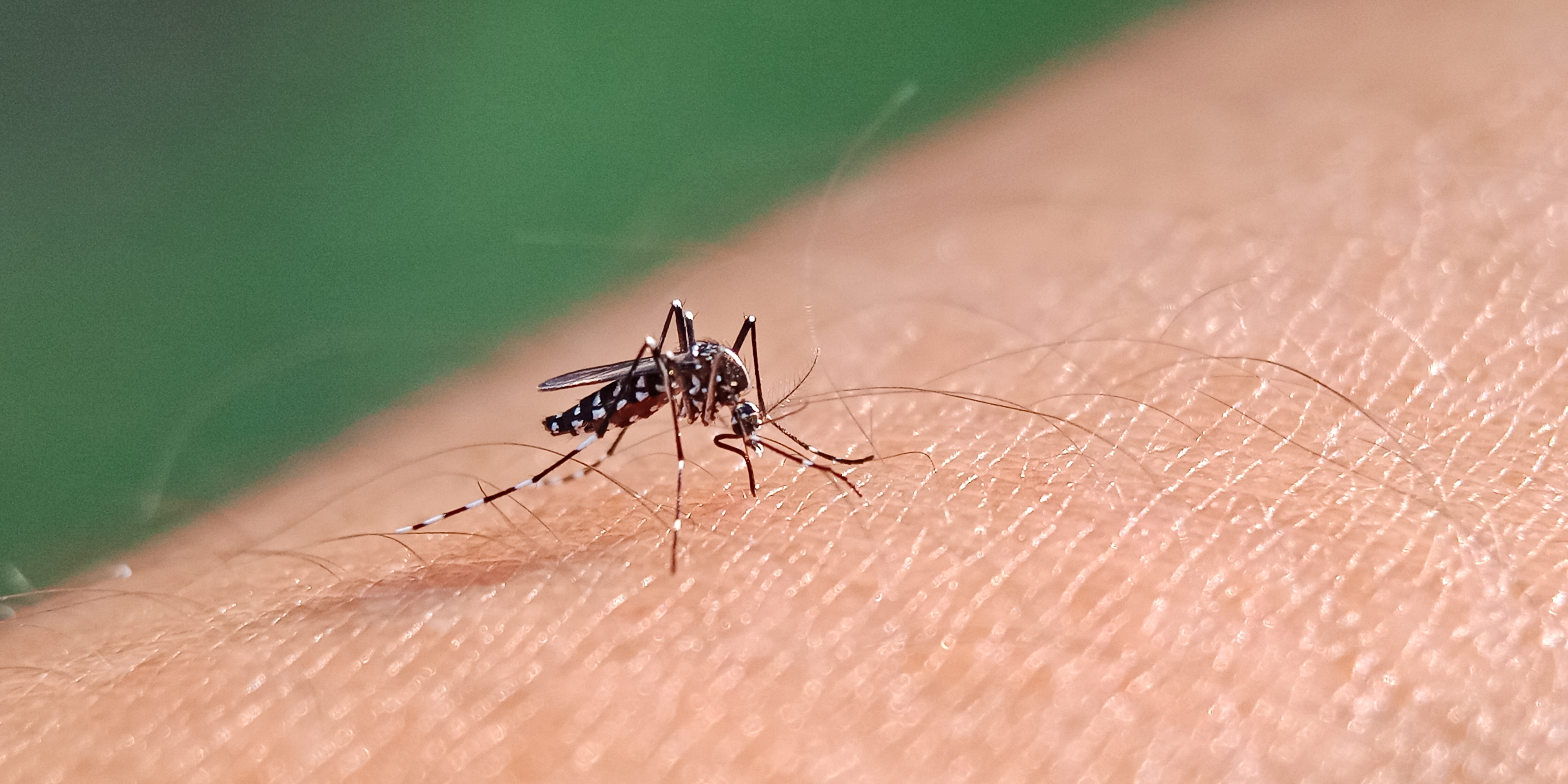 ECDC avertizează: „Sunt tot mai multe cazuri de febră dengue şi de boli cauzate de ţânţari în Europa”