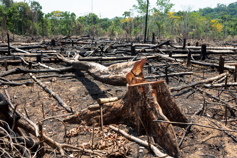 Amazon,Rainforest,Illegal,Deforestation,Landscape,View,Of,Trees,Cut,And