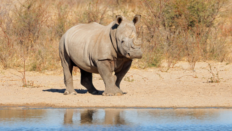Un rinoce alb în Africa de Sud