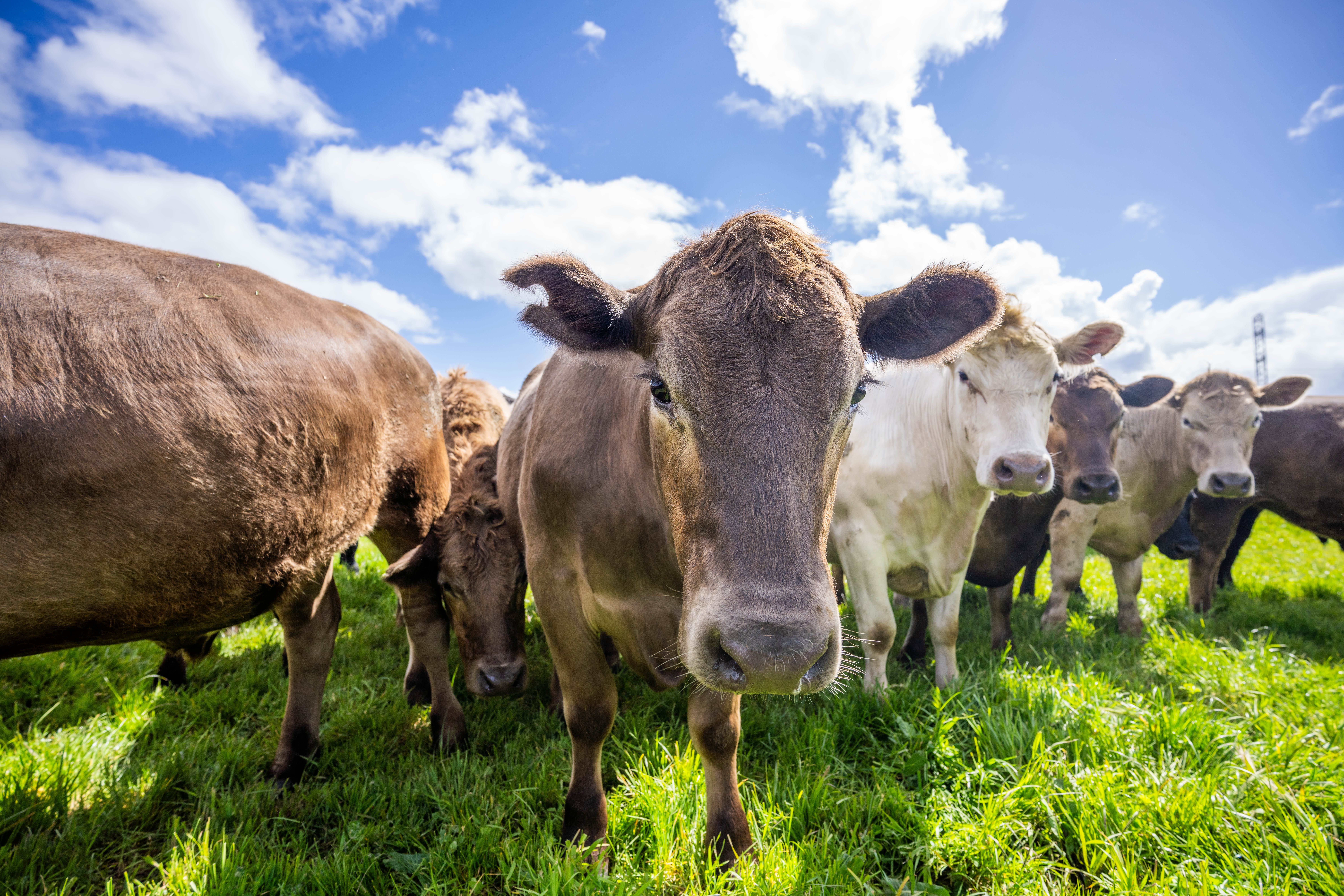 Danemarca va impozita fermierii pentru gazele cu efect de seră emise de animale