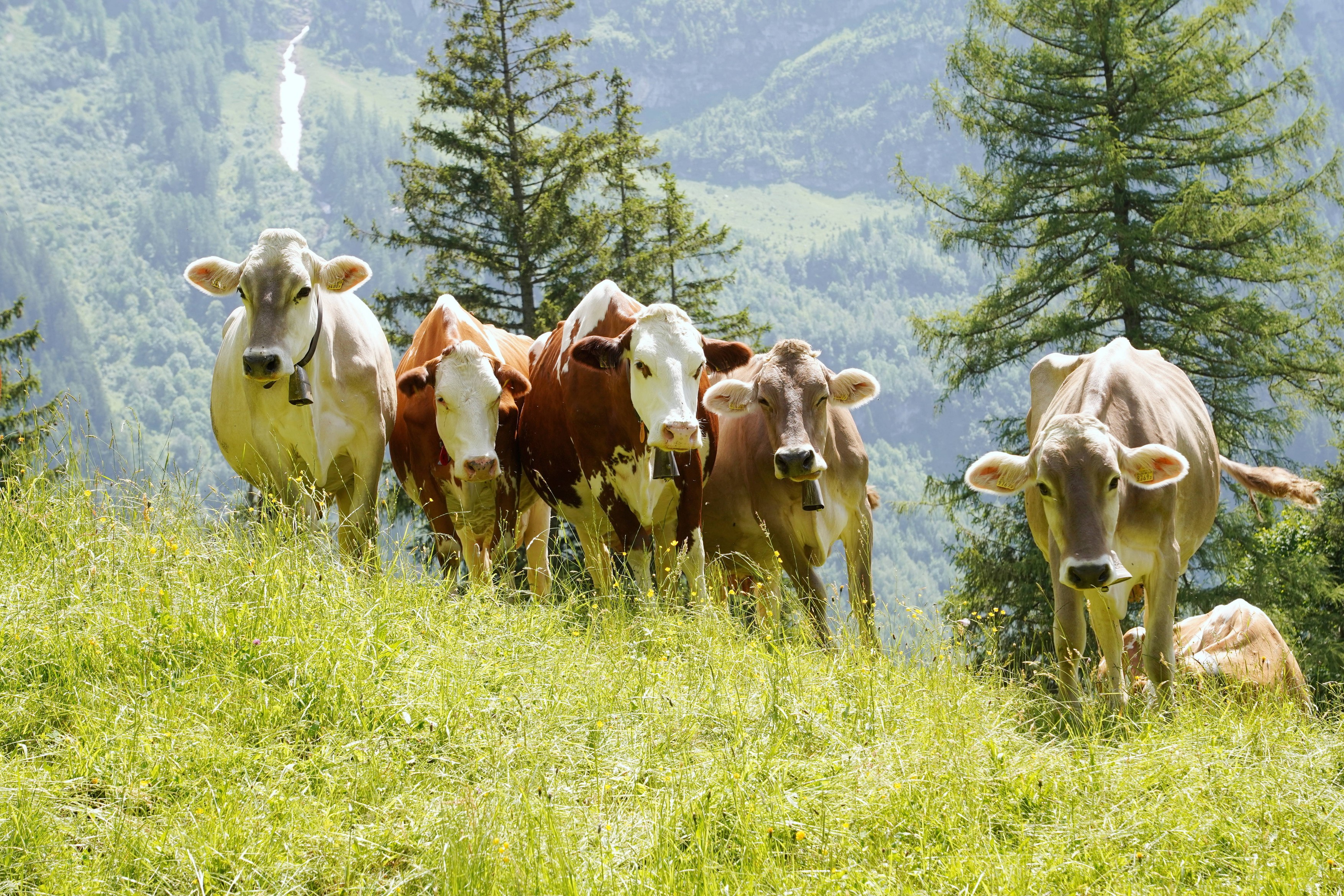 O excursionistă a fost ucisă de o turmă de vaci în Alpii austrieci. Ce anume a declanșat atacul