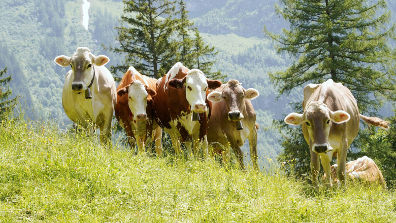 19.06.2024 BE Schweiz. Landwirtschaft Alpwirtschaft.Bild : Kuehe auf einer Alpweide. *** 19