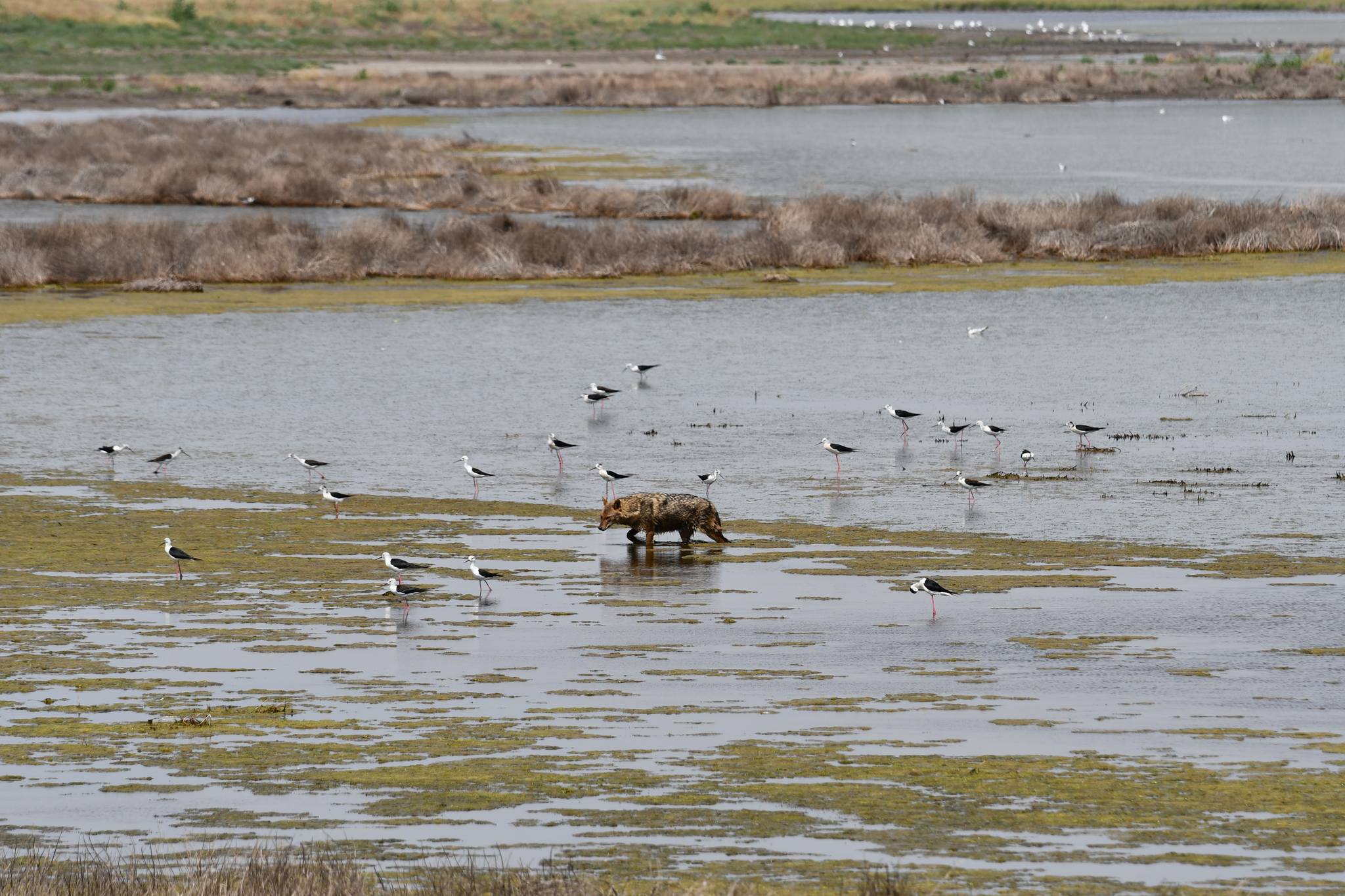350 de şacali din Delta Dunării vor fi împușcați. Animalele provoacă pagube uriașe în gospodării