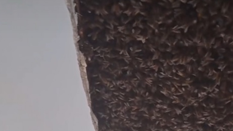 Trei colonii uriașe de albine au fost găsite în tavanul unei case din Scoția.