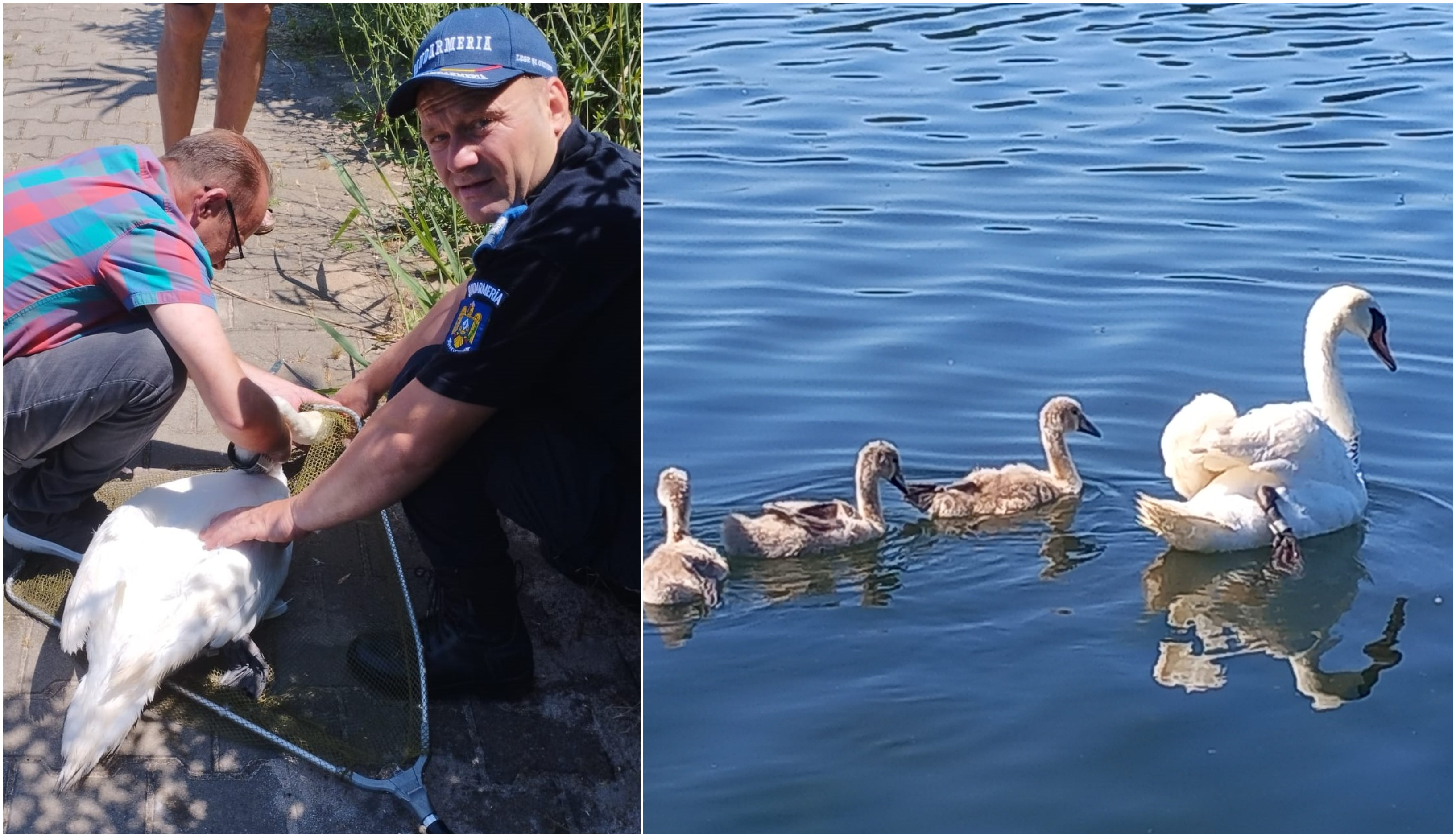 O lebădă a fost salvată de jandarmii din Neptun, după ce a rămas agățată într-un cârlig de pescuit