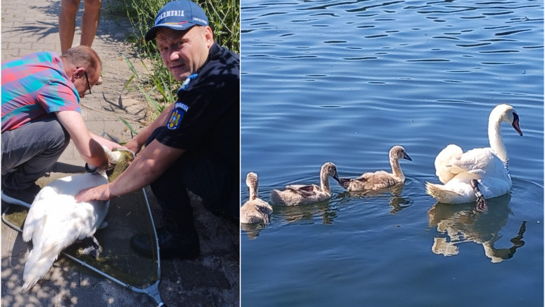 lebada cu pui salvata in neptun