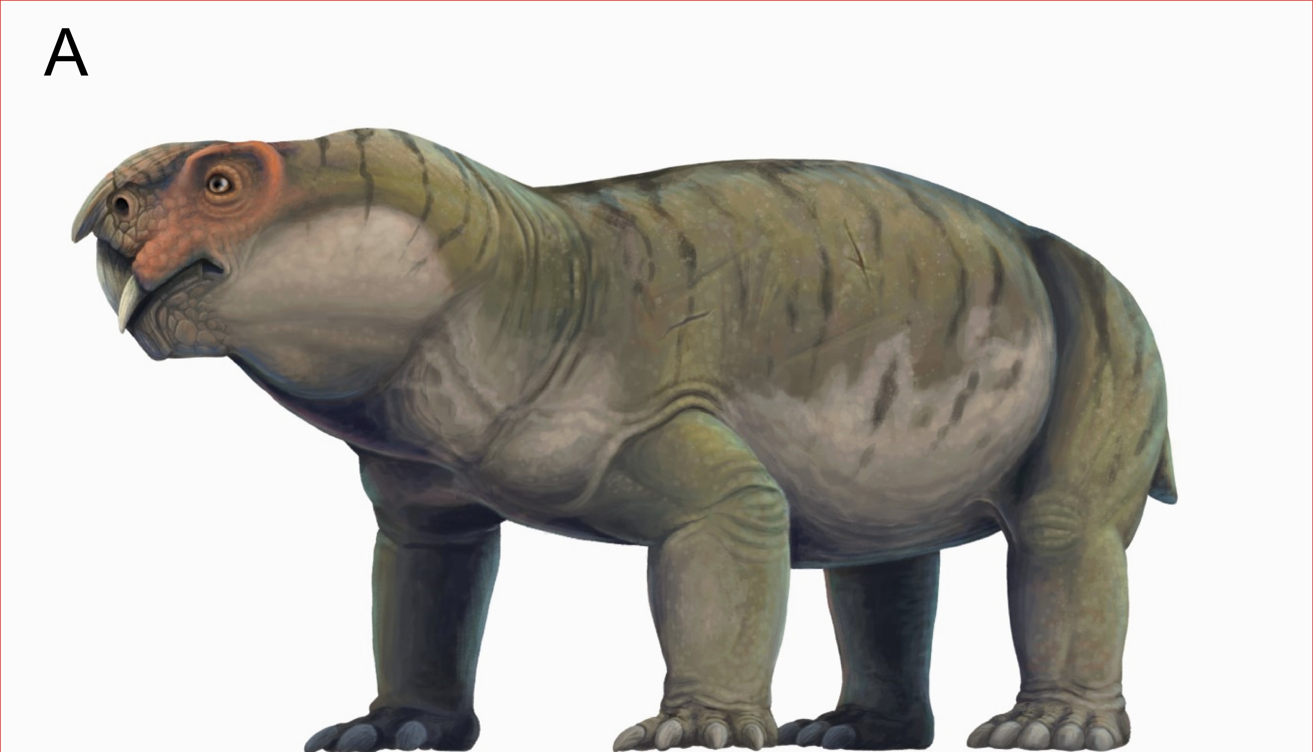 Un animal de acum 250 de milioane de ani arată începuturile evoluției creierului la mamifere