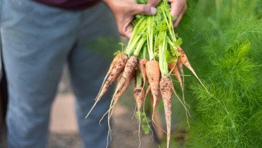 Person holding a bunch of freshly harvested carrots with green tops.