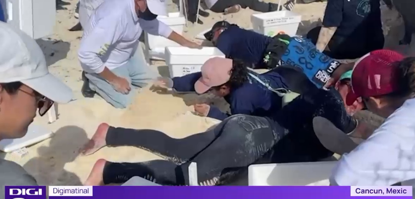 Mobilizare uriașă pe plaja din Cancun pentru salvarea a mii de ouă de broască țestoasă din calea uraganului Beryl