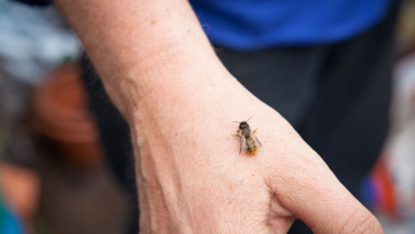 A honey bee (Apis) on a man's hand in a greenhouse