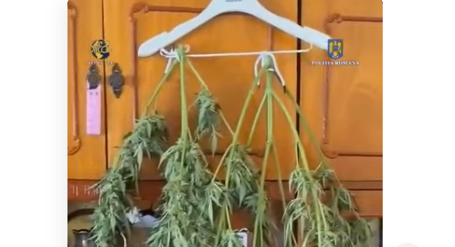 Un sibian a pus canabisul la uscat pe umerașe în sufragerie. El este acum arestat preventiv